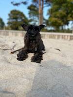 Mini sznaucer Arni Mini sznaucer Arni