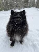 Louie, pomeranian Louie, pomeranian