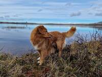 Toller Bella Toller Bella