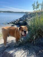 Otto (engelsk bulldog)
