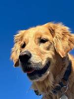 Golden Retriever Golden Retriever