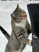 Katten min Boble og Simba Katten min Boble og Simba