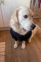 Golden retriever Golden retriever