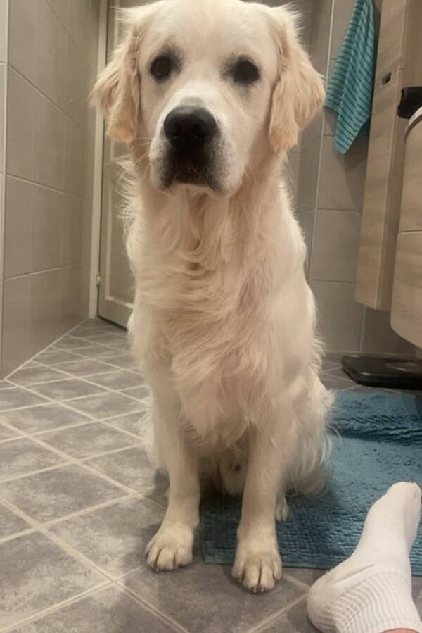 Hund - Golden retriever