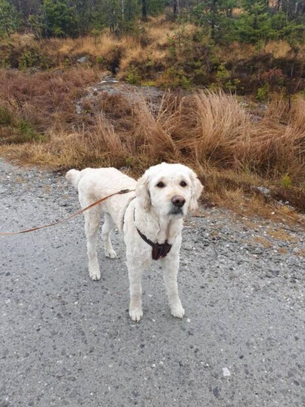 Hund - Goldendoodle Cesar
