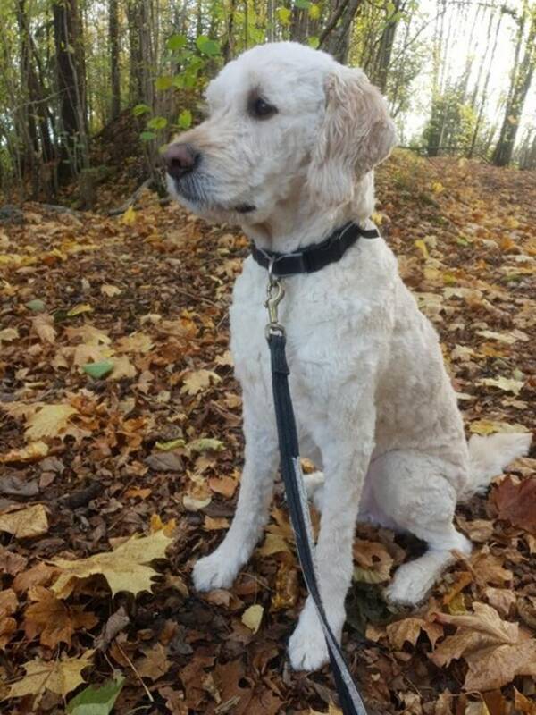 Hund - Goldendoodle Cesar