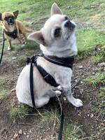 Chihuahua Milo Chihuahua Milo