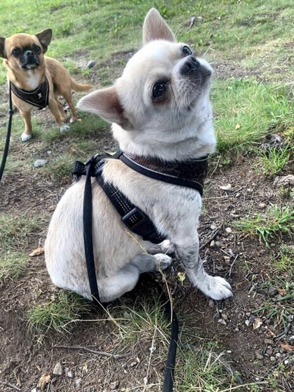 Hund - Chihuahua Milo