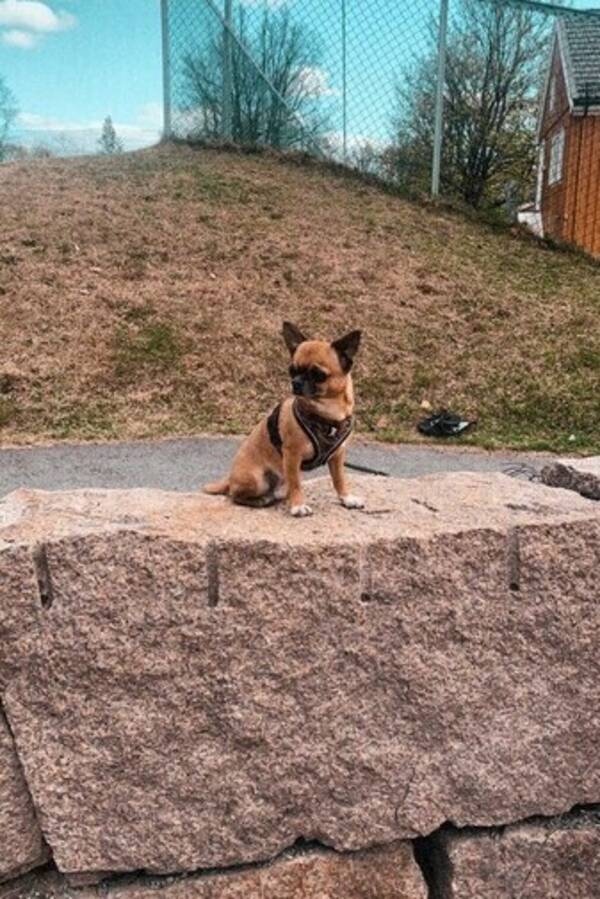 Hund - Chihuahua Pumba