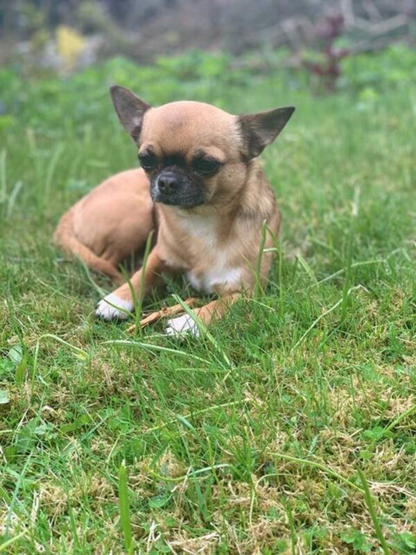 Hund - Chihuahua Pumba