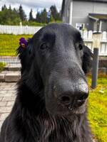 flatcoatet retriever flatcoatet retriever