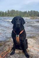 Labrador, Yatzy Labrador, Yatzy