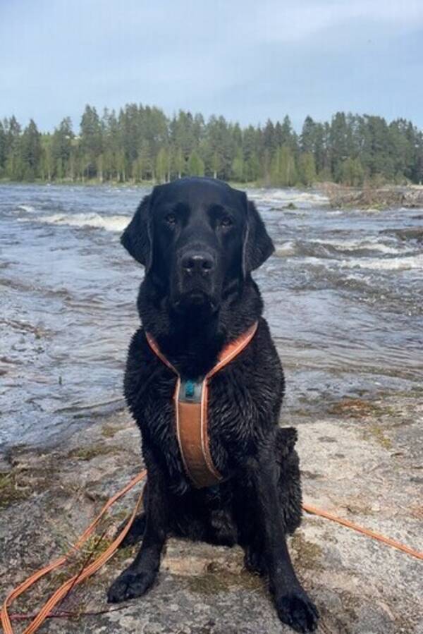 Hund - Labrador, Yatzy