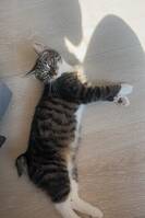 Katt litt rase Katt litt rase