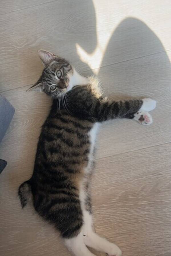 Katt - Katt litt rase 