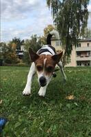 Dansk svensk gårdshund Dansk svensk gårdshund