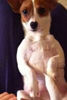 Jack russell terrier Ruby Jack russell terrier Ruby