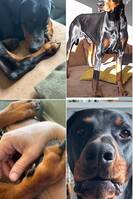 Dobermannen Hugo Dobermannen Hugo