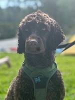 Portugisisk vannhund - Apollo Portugisisk vannhund - Apollo