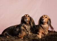 Dverg Dachser, Langhåret Dverg Dachser, Langhåret