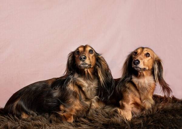 Hund - Dverg Dachser, Langhåret