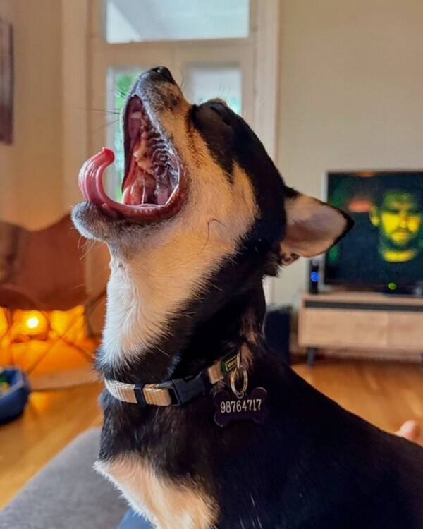 Hund - The Coffee Brothers