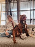 Olde english bulldog Olde english bulldog