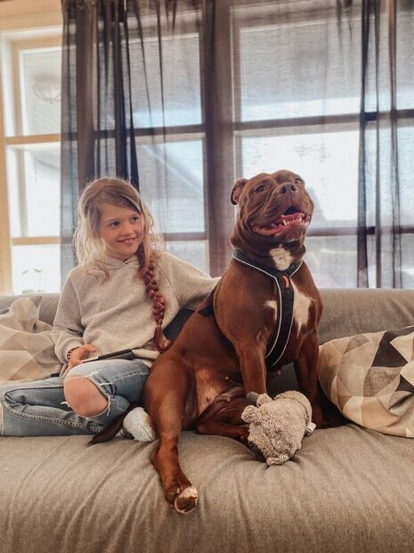 Hund - Olde english bulldog