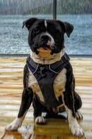 Staff( Staffordshire bullterrier) Staff( Staffordshire bullterrier)