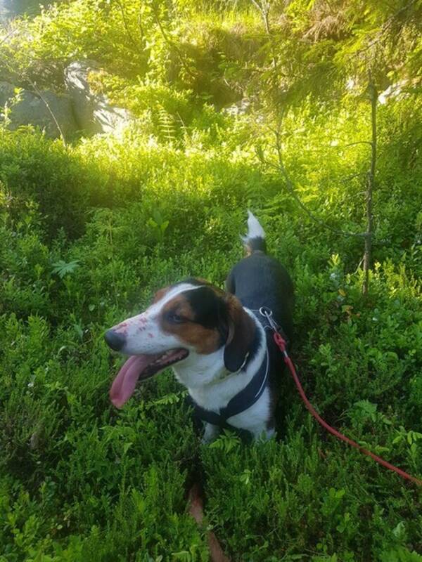 Hund - Drever Nansen