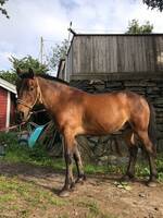 Nordlandshest, Aragon Nordlandshest, Aragon