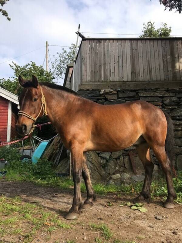 Annet - Nordlandshest, Aragon