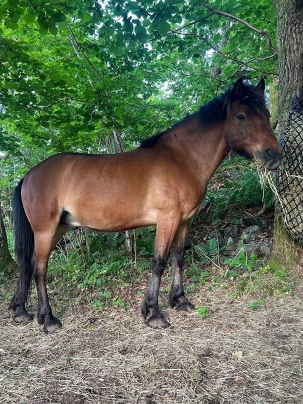 Annet - Nordlandshest, Aragon