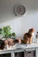 Sansa og Leo Sansa og Leo