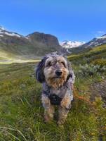 Blandras, Alba Blandras, Alba