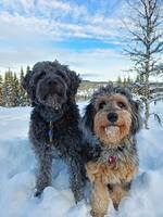 Golden doodle og lagotto Golden doodle og lagotto