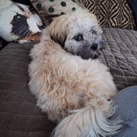 Løwchen Popsy Løwchen Popsy