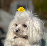 Maltese Maltese