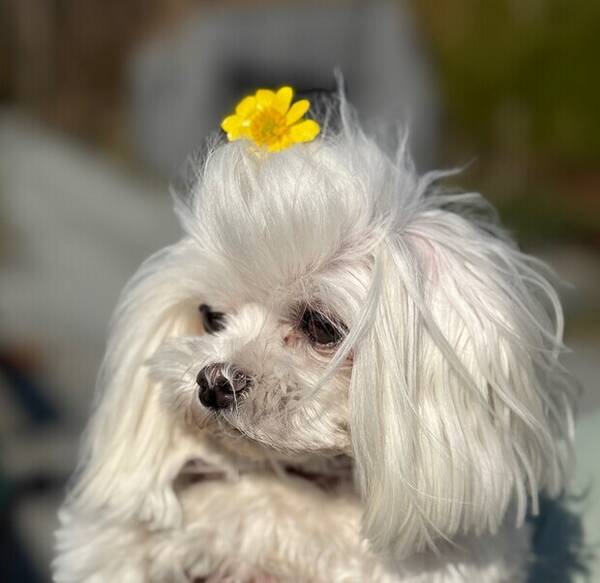 Hund - Maltese