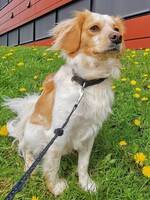 Cavapoo Dennis Cavapoo Dennis