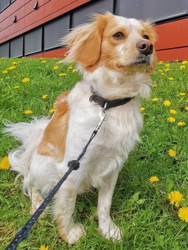 Hund - Cavapoo Dennis 