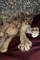 Sølve og Silke Sølve og Silke