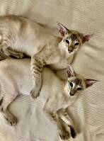 Sølve og Silke Sølve og Silke