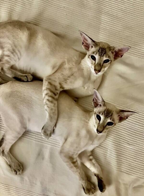 Katt - Sølve og Silke 