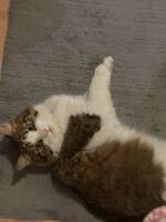 Norsk skogkatt Norsk skogkatt