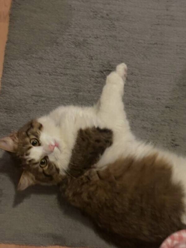 Katt - Norsk skogkatt 