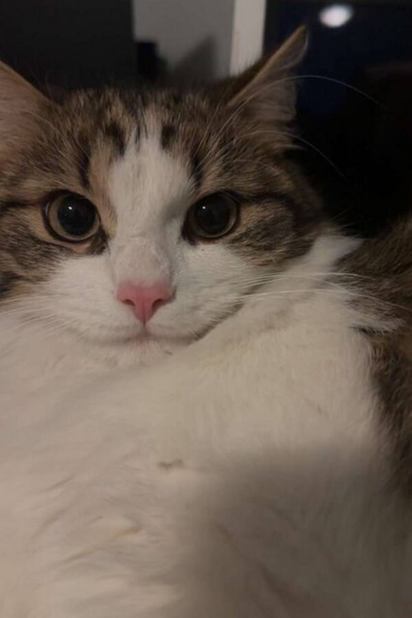 Katt - Norsk skogkatt 