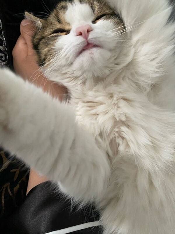 Katt - Norsk skogkatt 