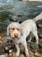 Cobberdog Bulle Cobberdog Bulle