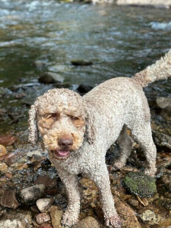 Hund - Cobberdog Bulle